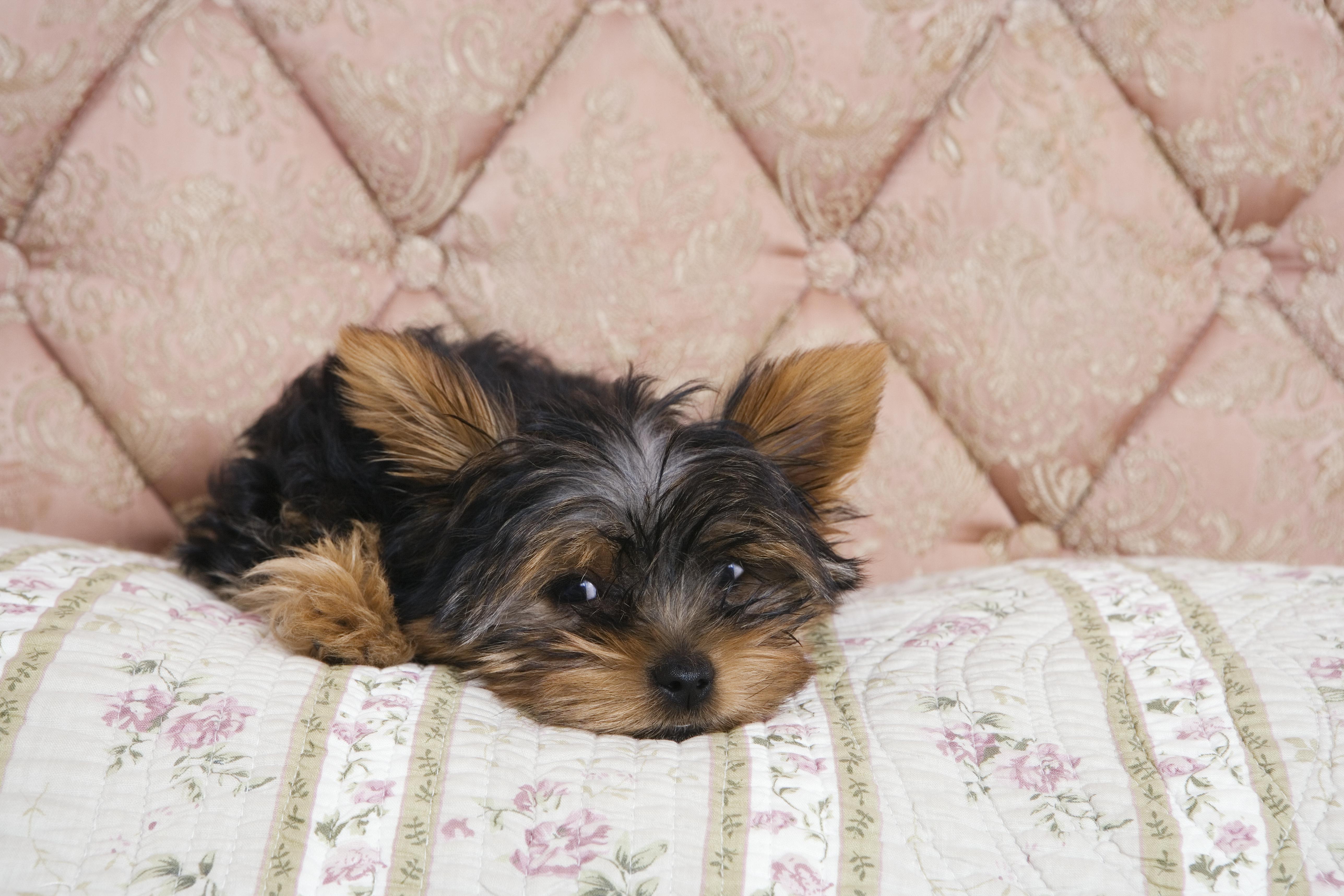Yorkshire terrier puppy lying on bedcover
