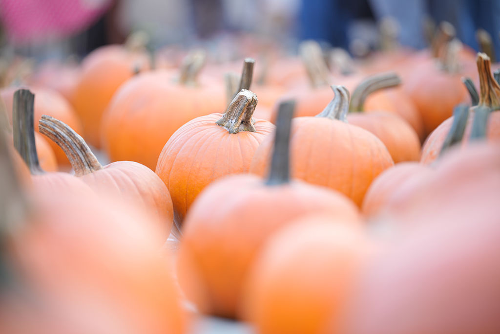 Annual Pumpkin Festival Warsaw
